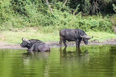 En bateau dans le parc national du lac Mburo - Ouganda