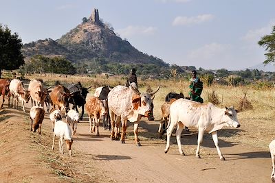 Vaches - Parc national Kidepo Valley - Ouganda