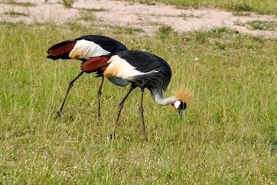 Grue royale - Parc national Kidepo Valley - Ouganda