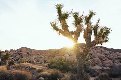 Joshua Tree - Californie - Etats-Unis