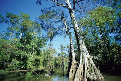 Des bayous de Louisiane aux collines du Tennessee