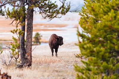 Bison - Yellowstone National Park