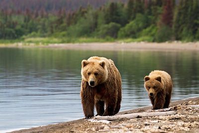 Ours - Alaska - Etats-Unis