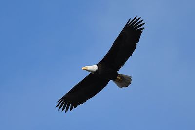 Pygargue dans la péninsule de Kenai - Alaska - États-Unis 