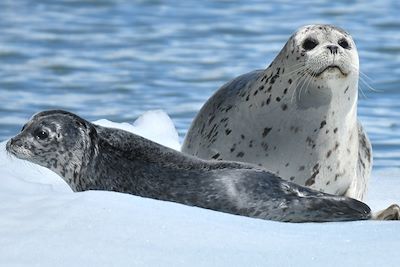 Phoques dans la péninsule de Kenai - Alaska - États-Unis 