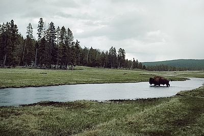 Bison - Wyoming - Etats-Unis