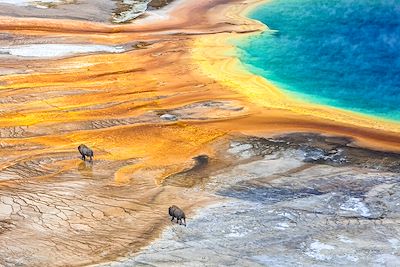 Bisons- Yellowstone National Park