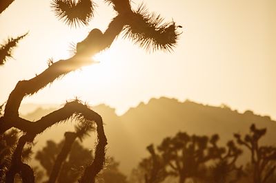 Joshua Tree - Californie - Etats-Unis