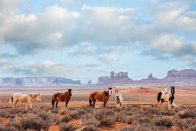 Chevaux sauvages à Monument Valley