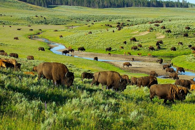 Voyage Yellowstone et canyons du Far West