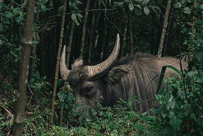 Buffle sauvage - Sapa - Vietnam