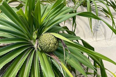 Pandanus - Dunes de la baie de Xuan Dai - Phu Yen -  Vietnam