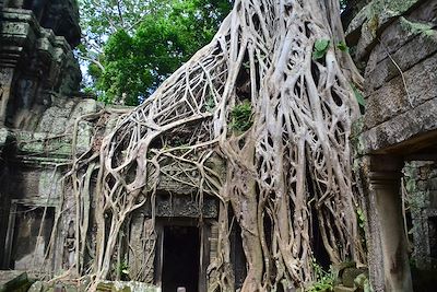 Ta Prohm - Angkor Vat - Cambodge