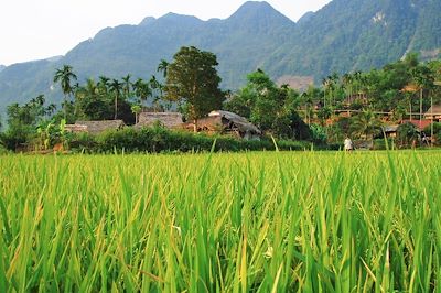 Réserve naturelle de Pu Luong - Province de Thanh Hóa - Vietnam