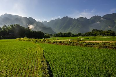 Champs de riz de la vallée de Mai Chau au Vietnam 