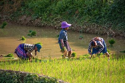 Bac Ha - Vietnam