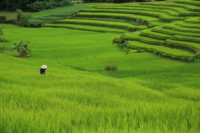 Rizière - Ha Thanh - Vietnam