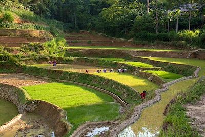 Bac Ha - Vietnam