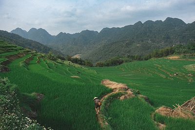 Rizière - Pu Luong - Vietnam