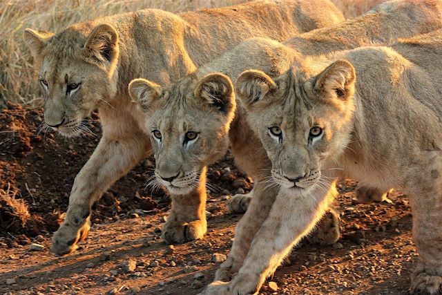 Voyage En piste pour les grands espaces d'Afrique du Sud