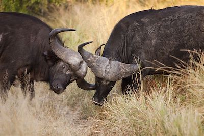 Nottens Bush Camp - Réserve privée de Sabi Sand - Afrique du Sud