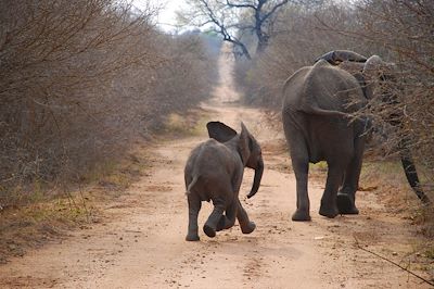 Parc national Kruger - Mpumalanga - Afrique du Sud