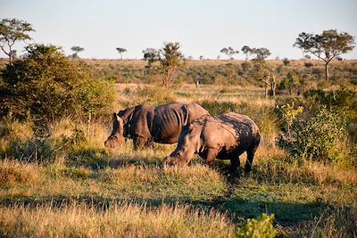 Safari au parc Kruger - Afrique du Sud