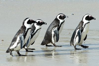 Manchots - Boulders Beach - Le Cap -  Afrique du Sud 