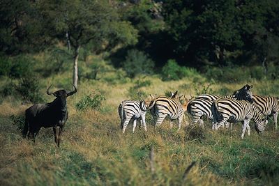 Parc Kruger - Afrique du Sud