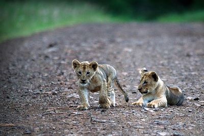 Leopard Mountain Game Lodge - Hluhluwe - Afrique du Sud