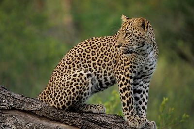 Léopard - Parc Kruger - Afrique du Sud