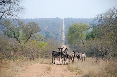 Parc national Kruger - Mpumalanga - Afrique du Sud