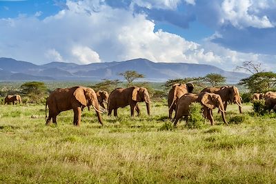 Troupeau d'éléphants dans la savane - Parc national Kruger - Afrique du Sud