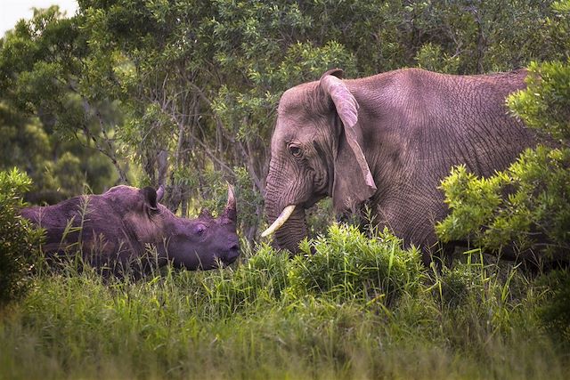 Voyage Safari en famille au pays des Big Five