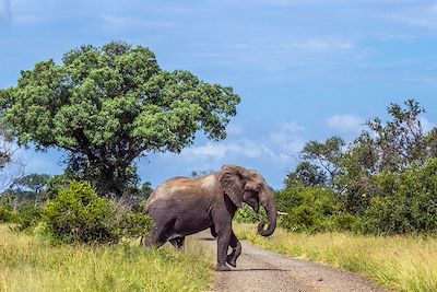 Éléphant dans le parc National - Afrique du Sud