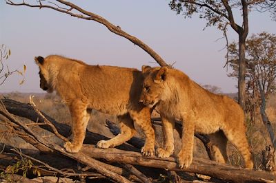 Lionceaux - Par National de Hwange - Zimbabwe