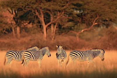 Zèbres - Safari - Parc national de Hwange - Zimbabwe