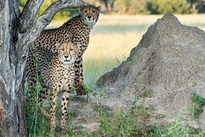 Léopards - Safari - Parc national de Hwange - Zimbabwe