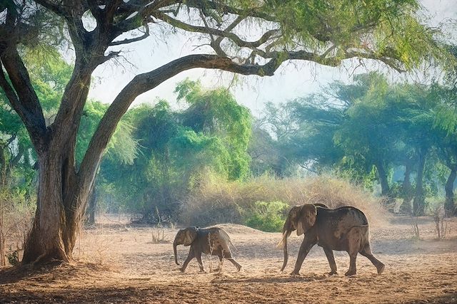 Voyage Des chutes du Zambèze à Mana Pools