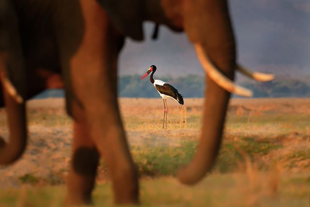 Voyage Des chutes du Zambèze à Mana Pools