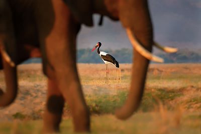 Des chutes du Zambèze à Mana Pools