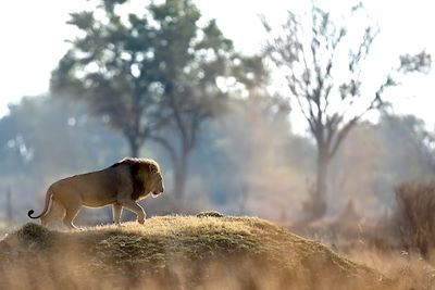 Lion - Safari - Zimbabwe