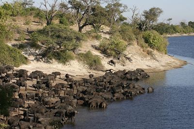 Chobe Elephant Camp - Chobe National Park - Botswana