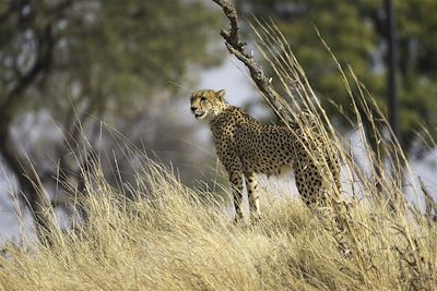 Linkwasha Camp - Hwange - Zimbabwe 