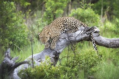 Little Makalolo - Hwange - Zimbabwe