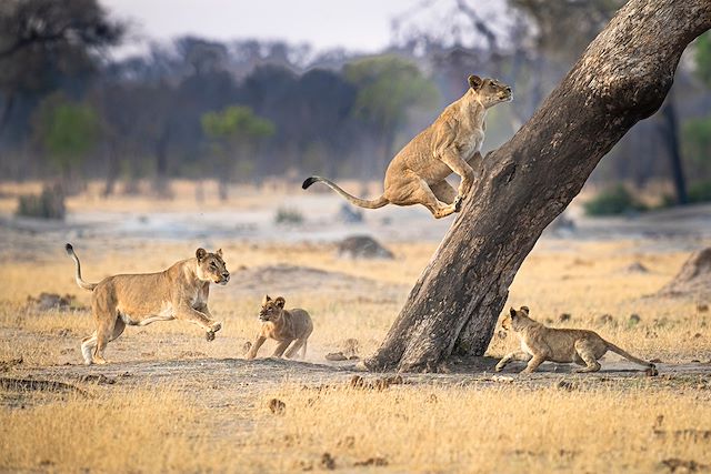 Voyage Safari en famille au Botswana et au Zimbabwe