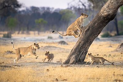 Safari en famille au Botswana et au Zimbabwe