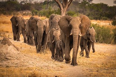 Elephants - Safari - Parc national de Hwange - Zimbabwe