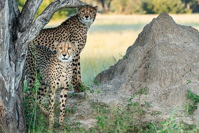 Léopards - Safari - Parc national de Hwange - Zimbabwe