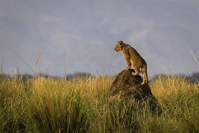 Little Ruckomechi Camp - Parc de Mana Pools - Zimbabwe